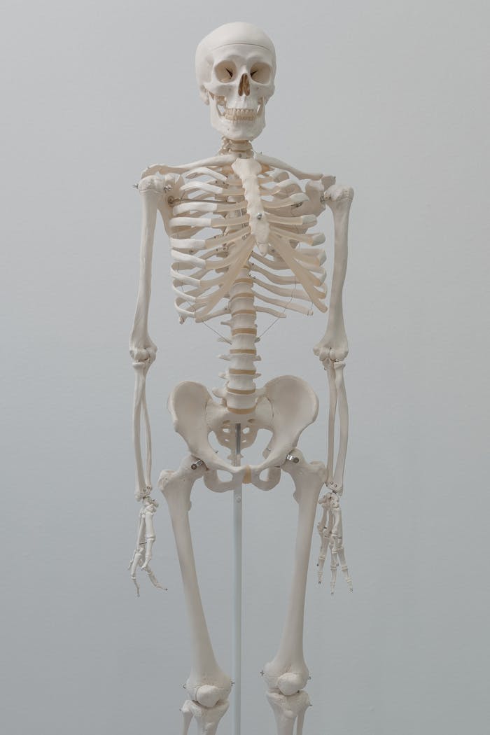 Detailed human skeleton model ideal for anatomical studies and science education.